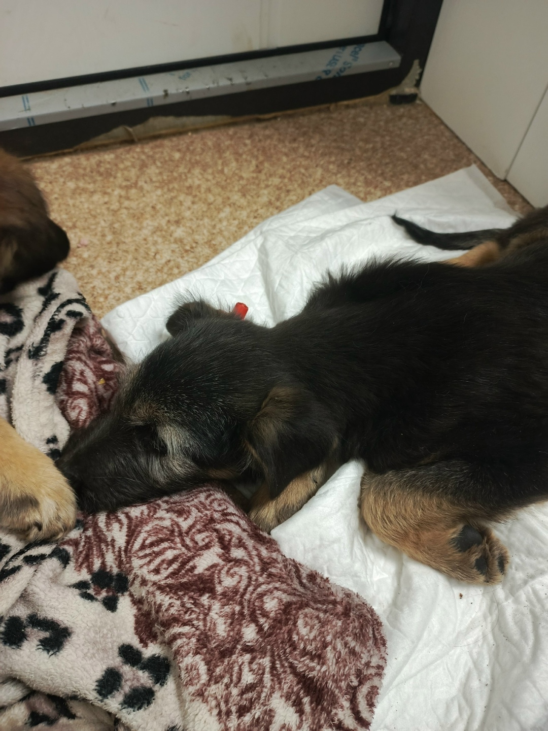 Найдена собака в Сызрани — фото объявления