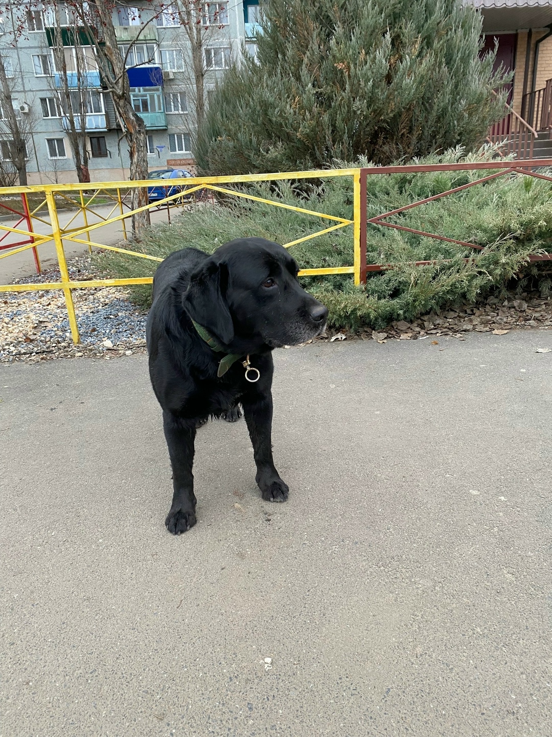 Пропала собака в Сызрани — фото объявления