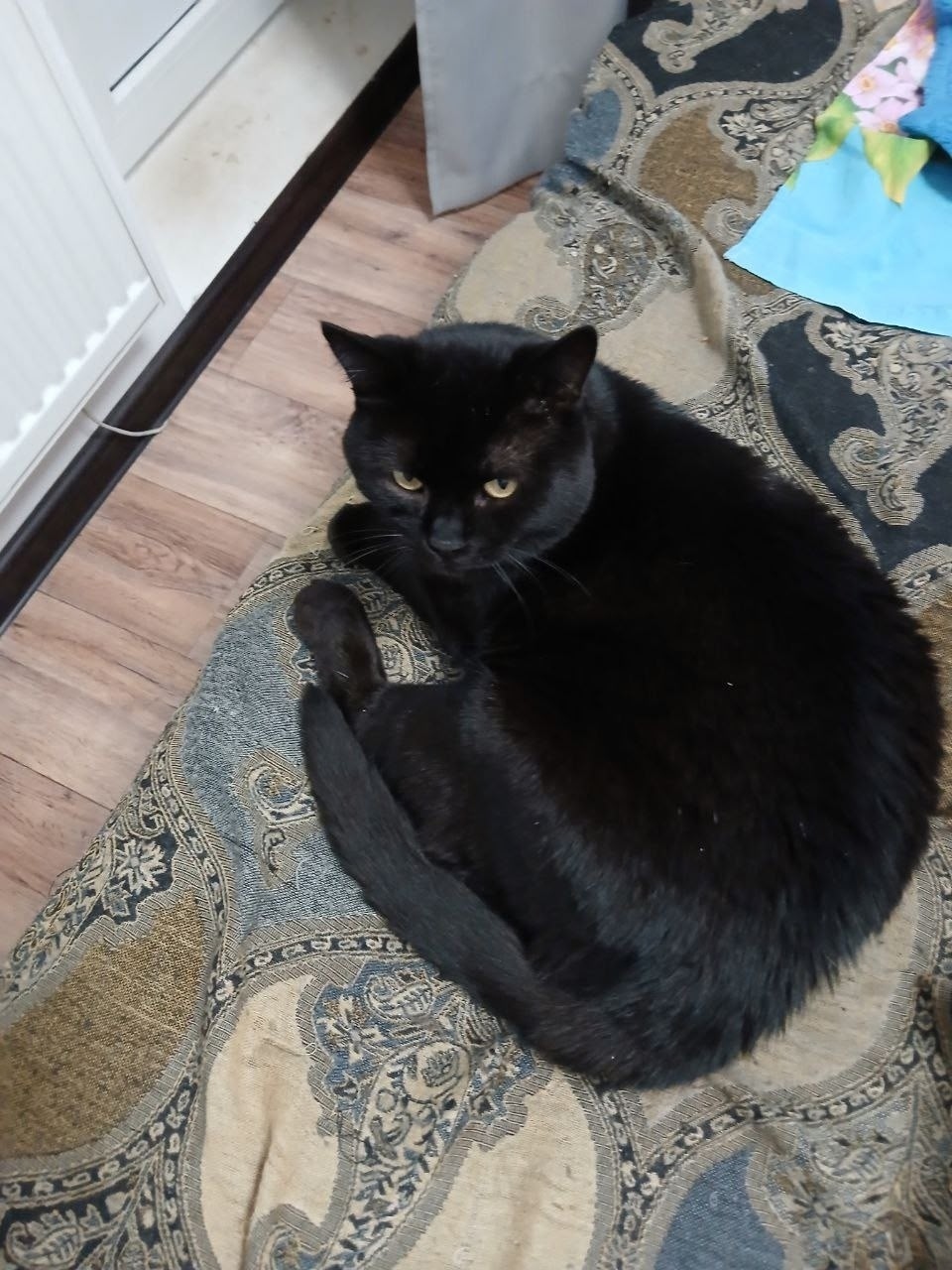 Пропала кошка в Сызрани — фото объявления