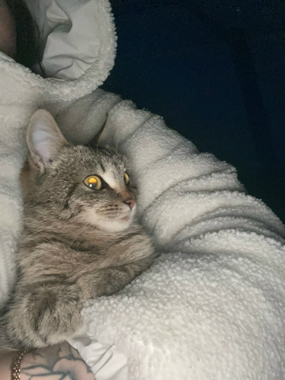 Пропала кошка в Сызрани — фото объявления