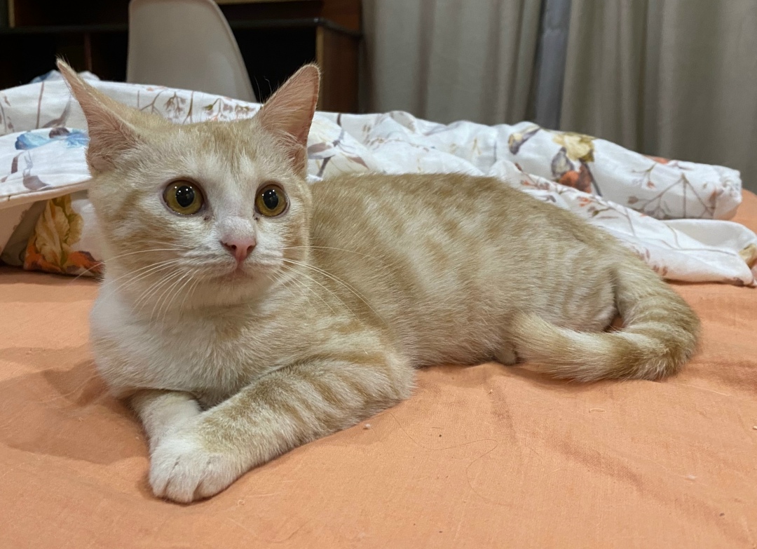 Найдена кошка в Сызрани — фото объявления