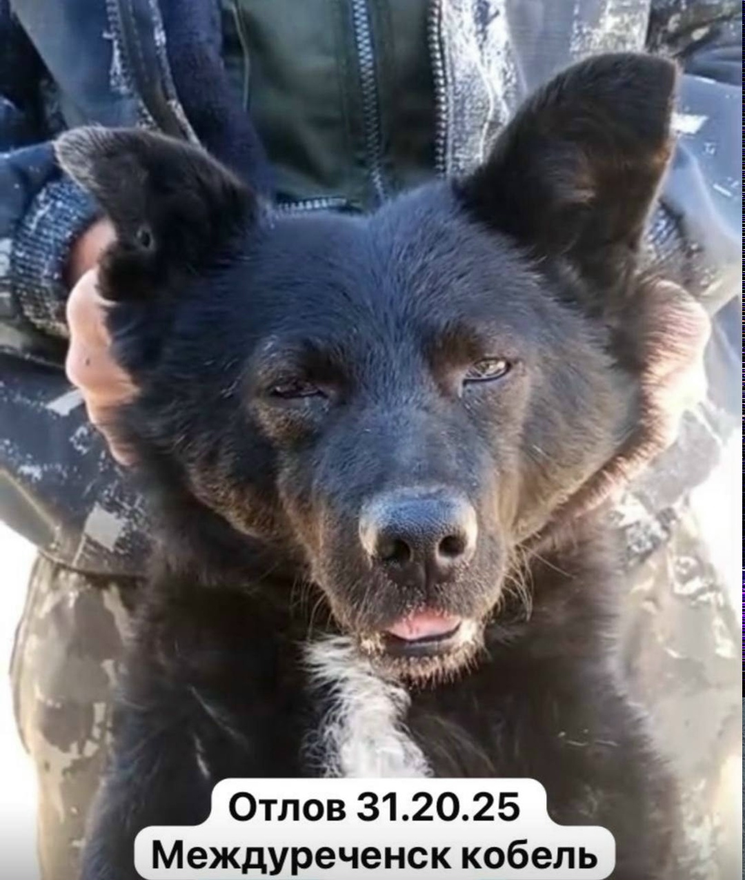 Пропала собака в Сызрани — фото объявления