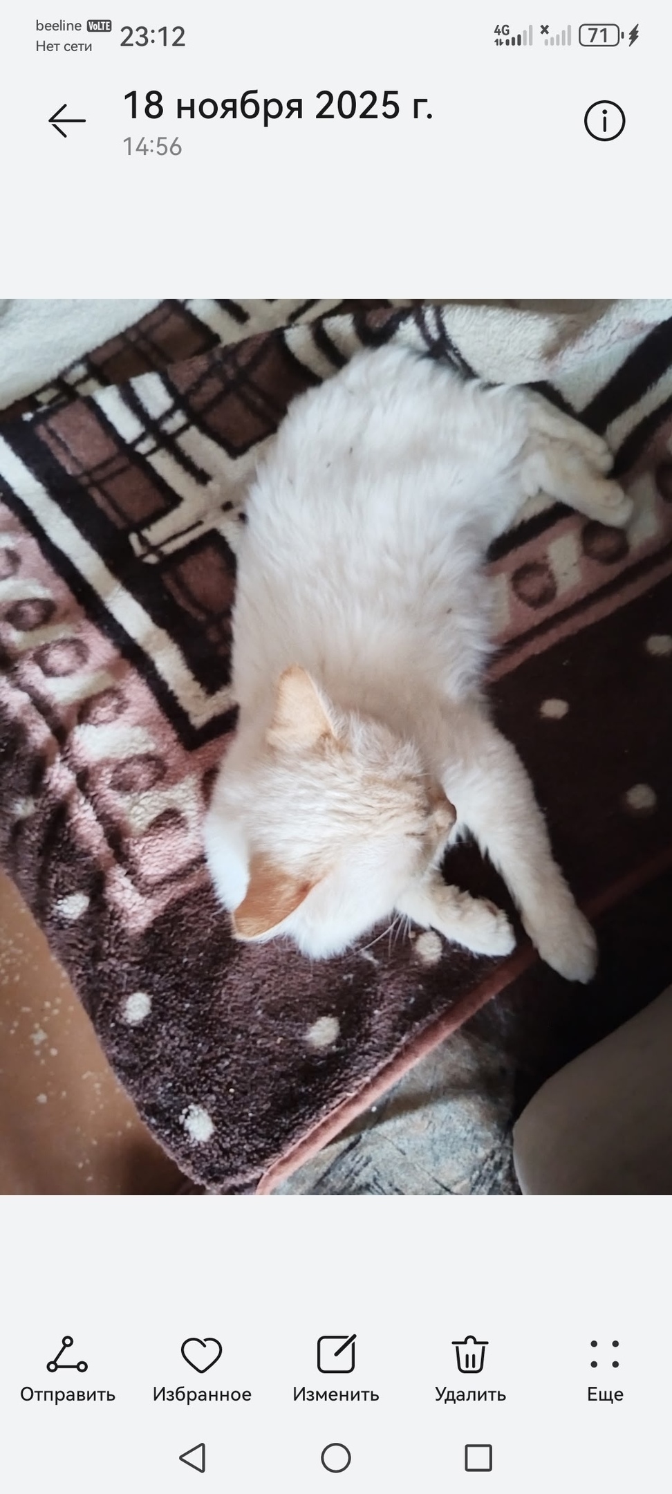 Пропала кошка в Сызрани — фото объявления