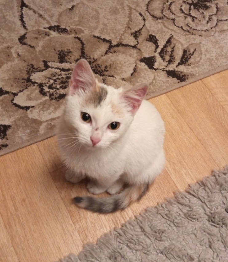 Найдена кошка в Сызрани — фото объявления