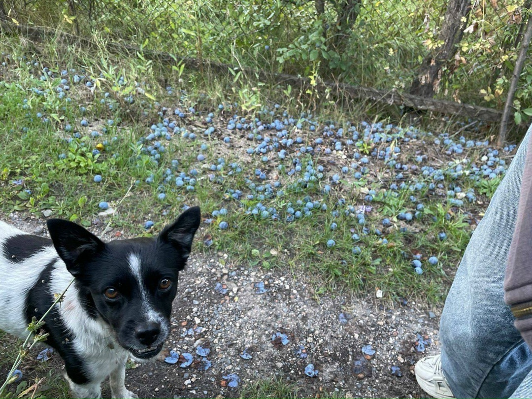 Пропала собака в Сызрани — фото объявления