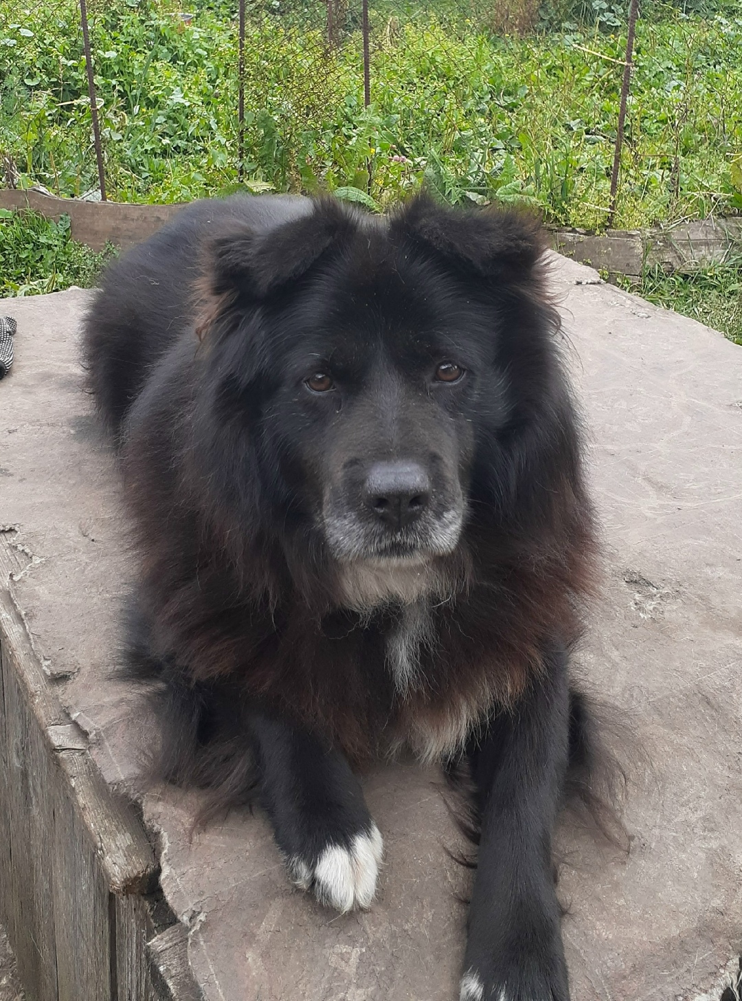 Найдена собака в Сызрани — фото объявления