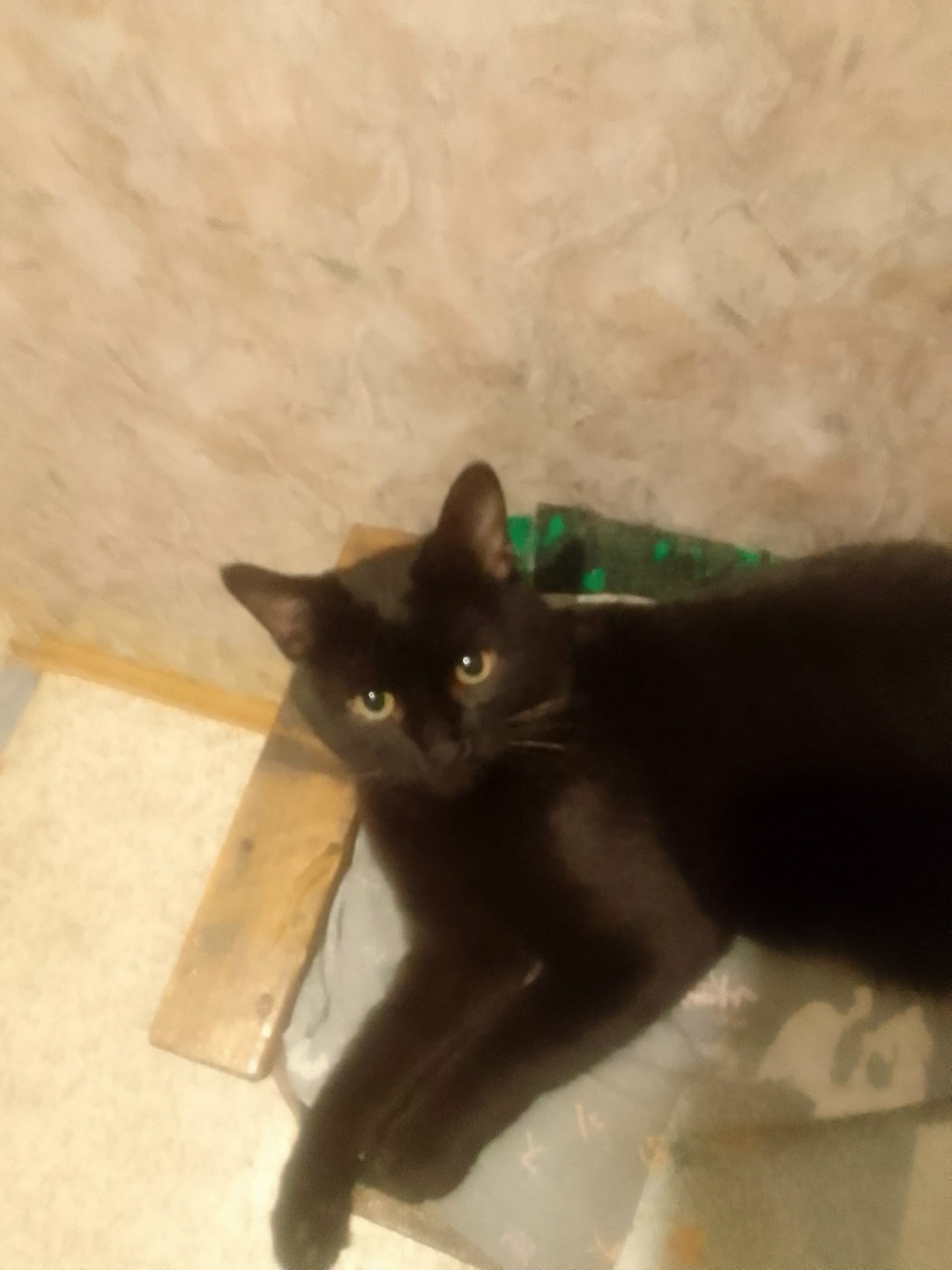 Пропала кошка в Сызрани — фото объявления