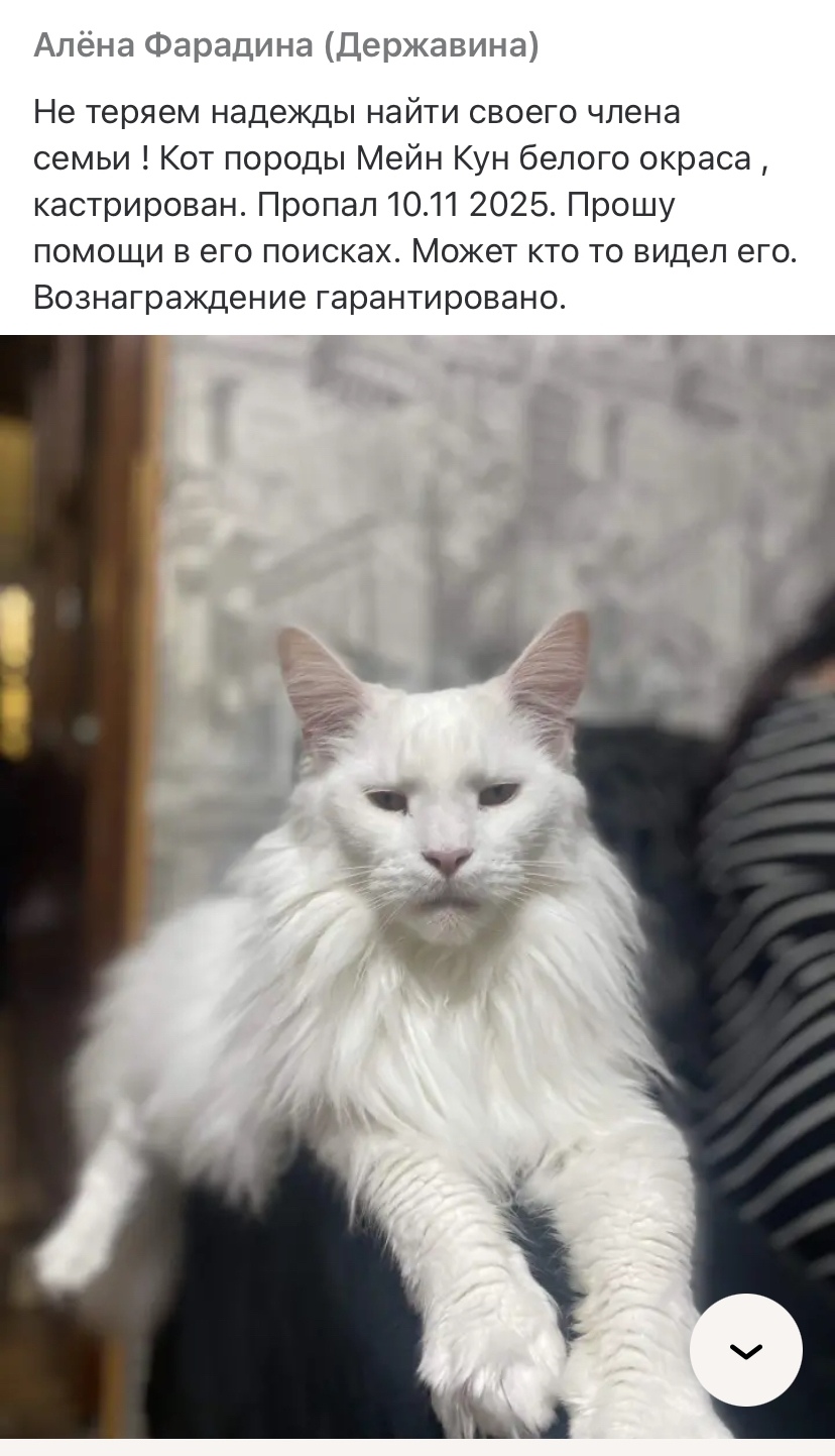 Пропала кошка в Сызрани — фото объявления