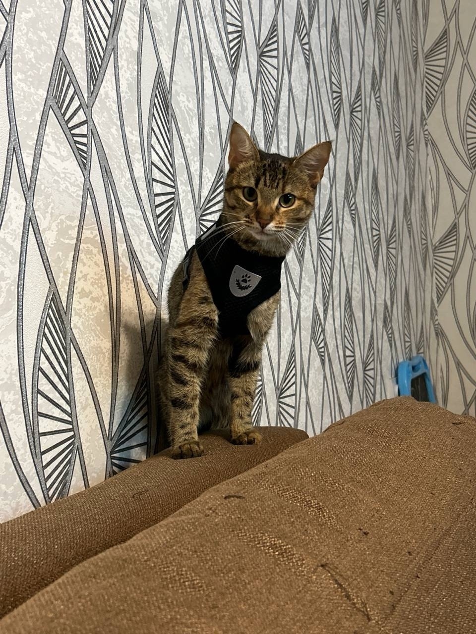 Пропала собака в Сызрани — фото объявления