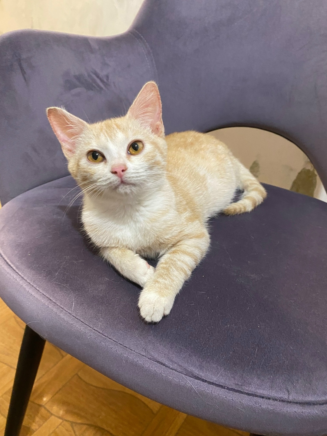 Найдена собака в Сызрани — фото объявления