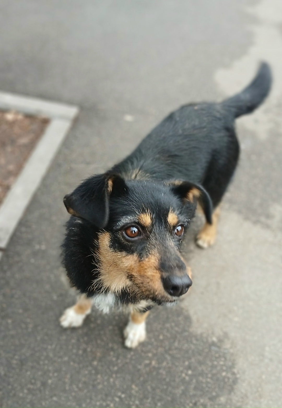 Найдена собака в Сызрани — фото объявления