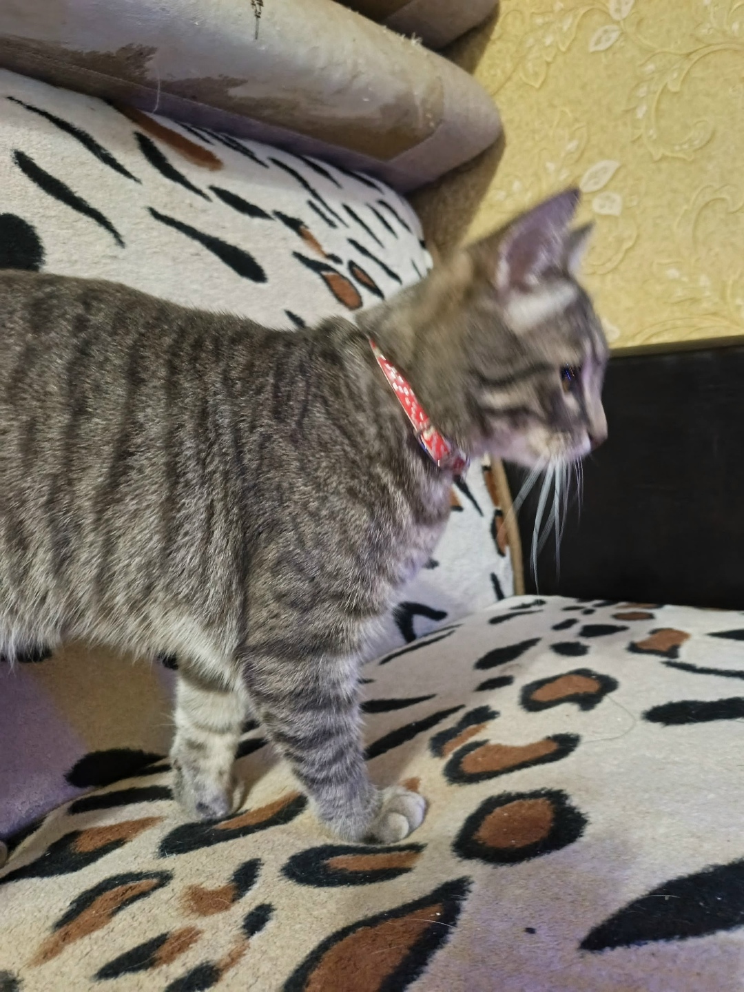 Пропала кошка в Сызрани — фото объявления