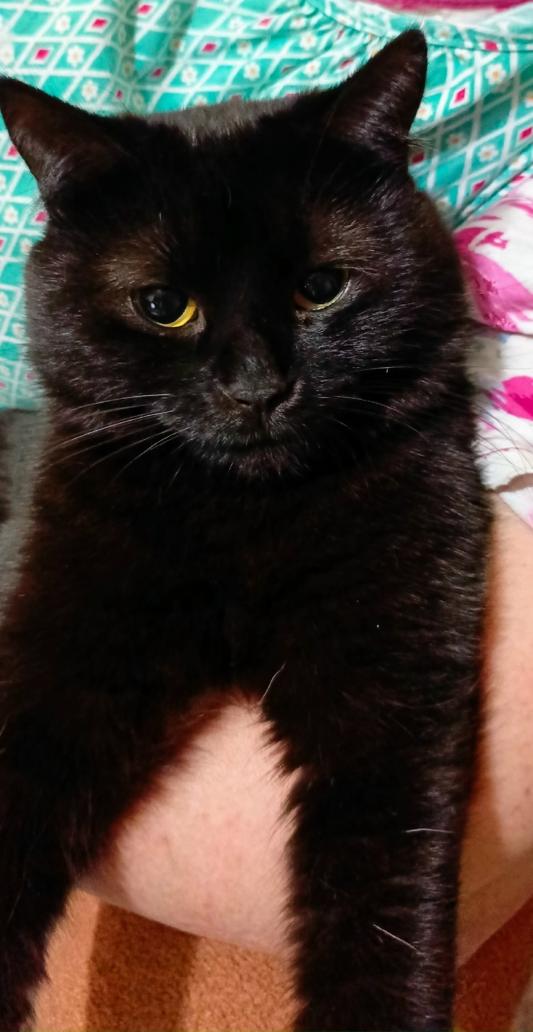 Пропала кошка в Сызрани — фото объявления