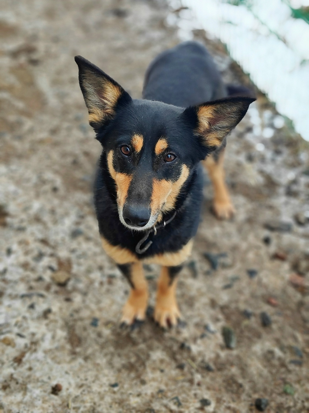Найдена собака в Сызрани — фото объявления