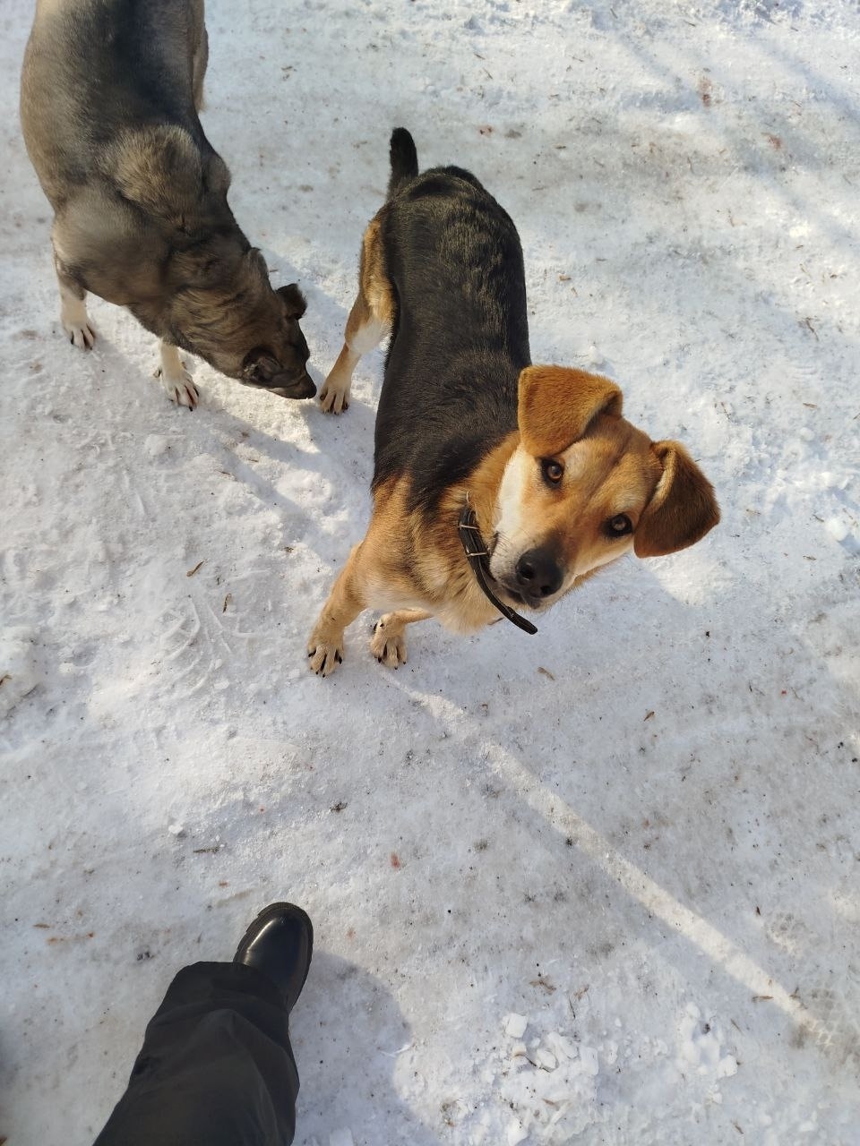 Пропала собака в Сызрани — фото объявления