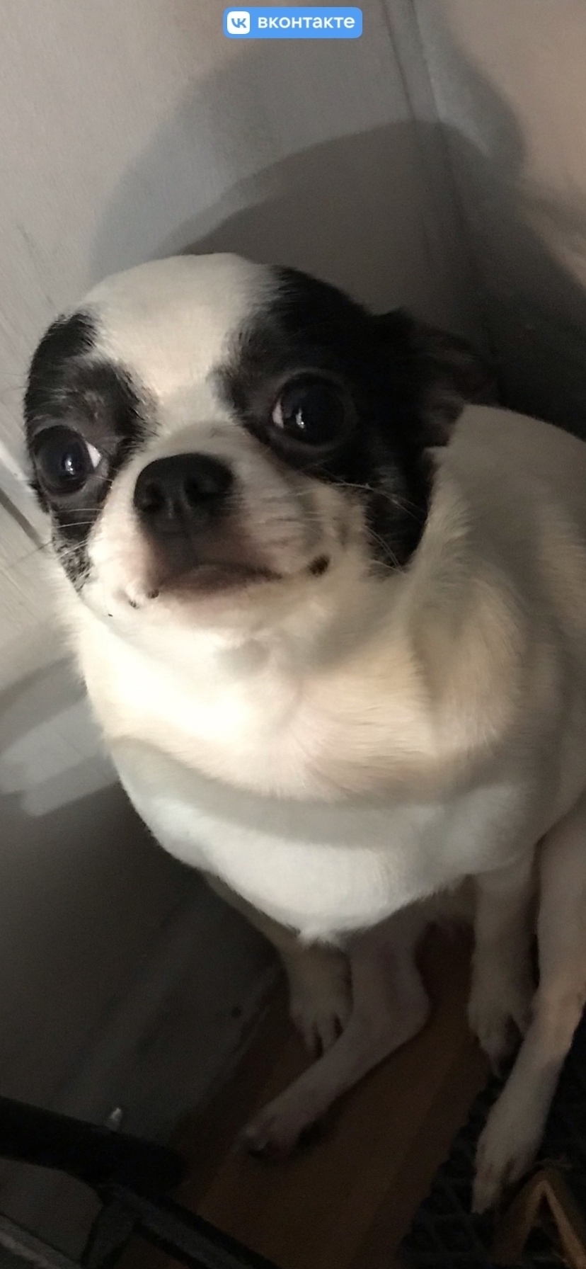 Пропала собака в Сызрани — фото объявления