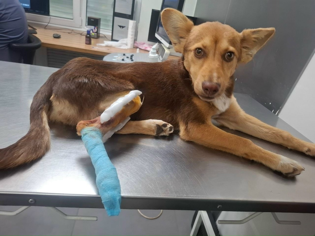 Пропала собака в Сызрани — фото объявления