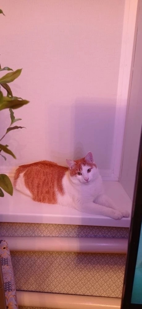 Пропала кошка в Сызрани — фото объявления