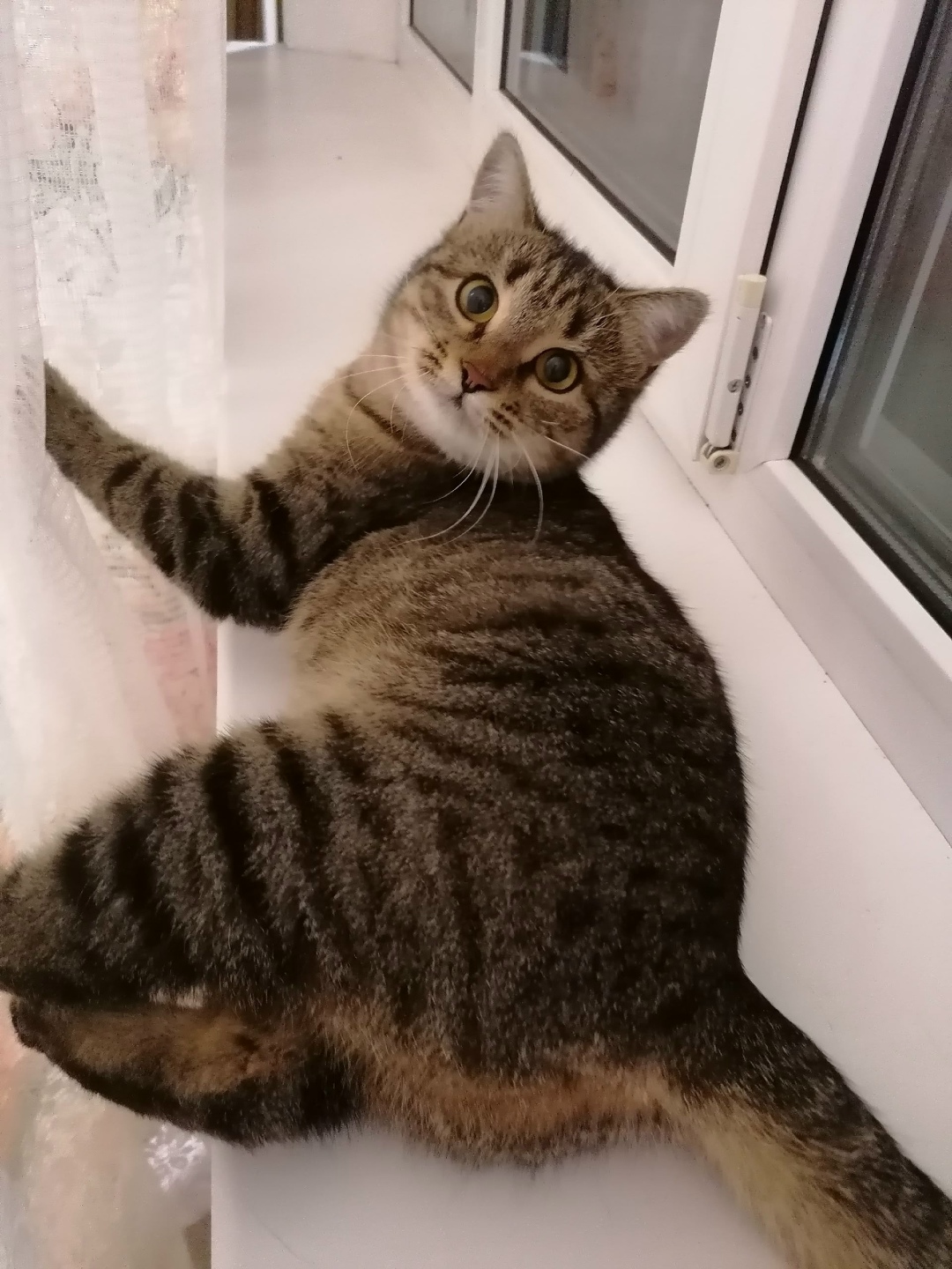 Найдена кошка в Сызрани — фото объявления