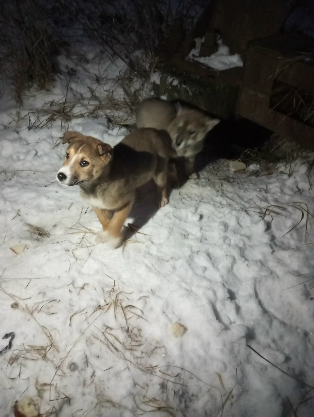 Найдена собака в Сызрани — фото объявления