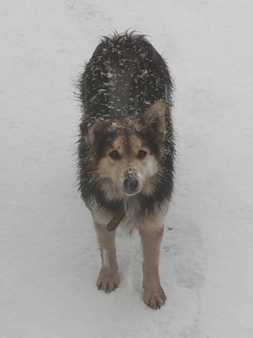 Пропала собака в Сызрани — фото объявления