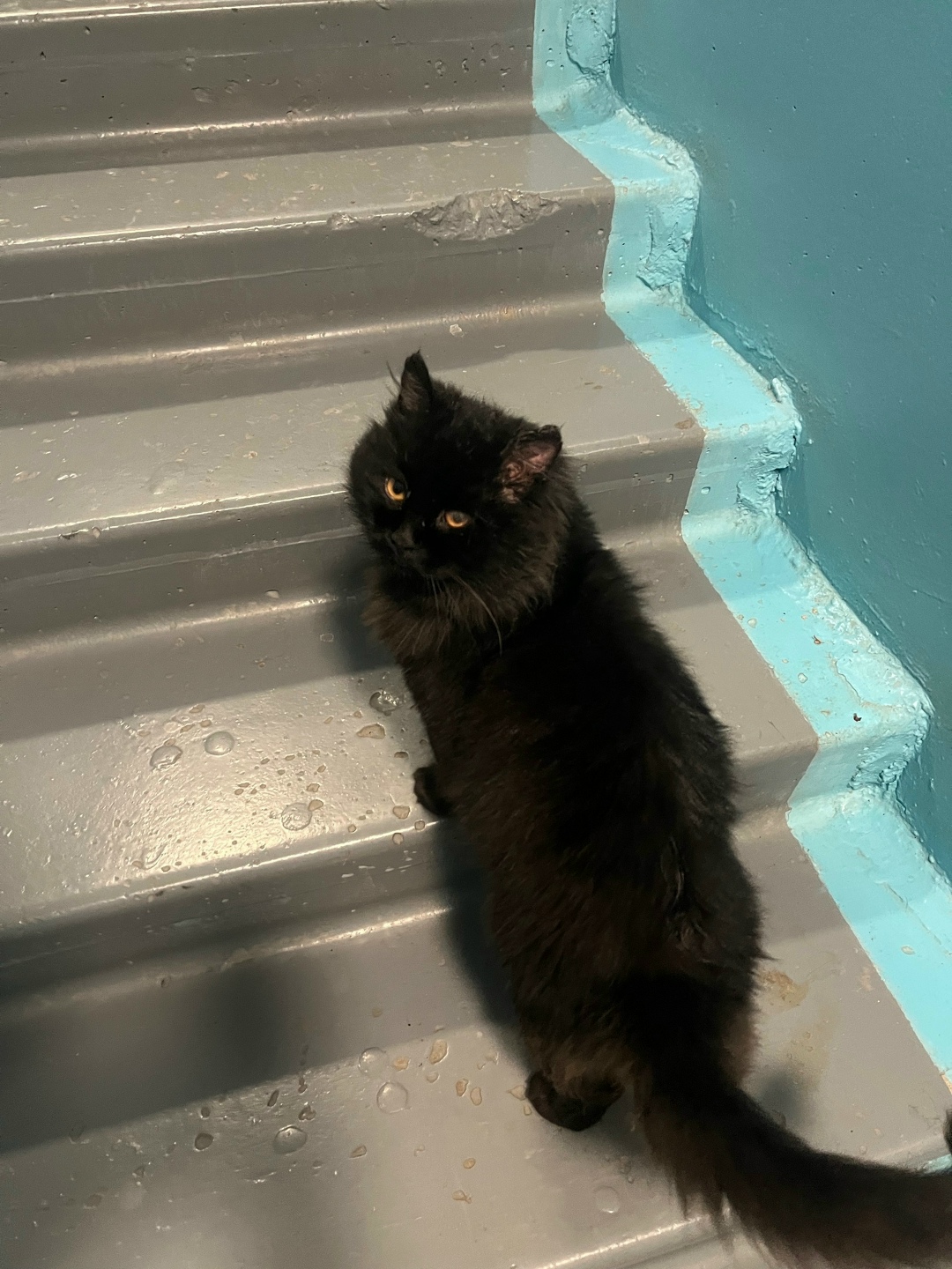 Пропала кошка в Сызрани — фото объявления