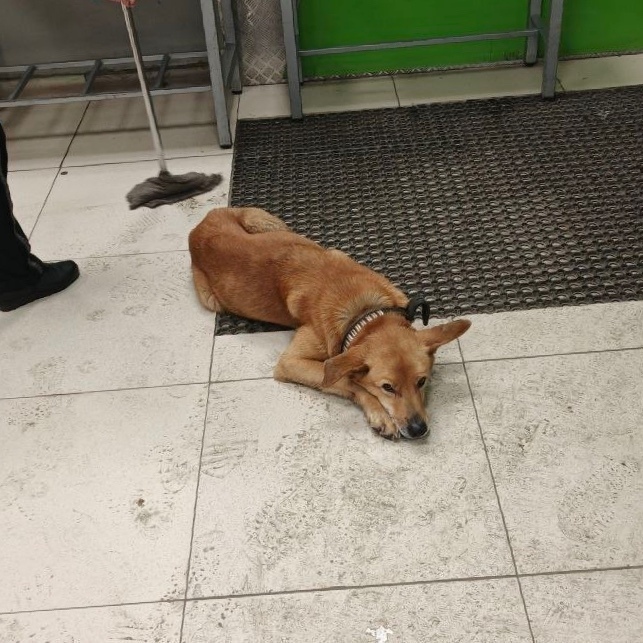 Пропала собака в Сызрани — фото объявления