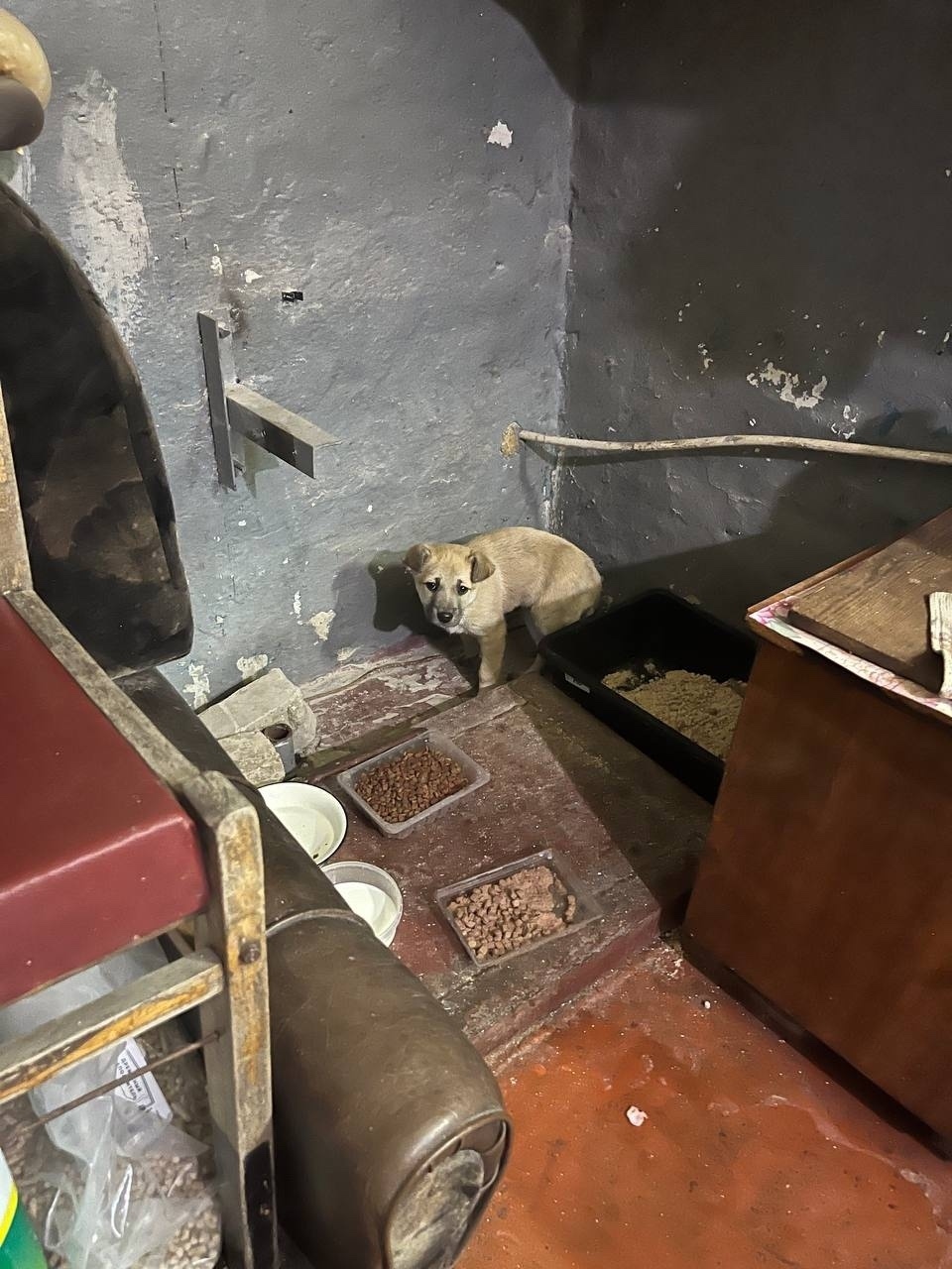 Найдена собака в Сызрани — фото объявления