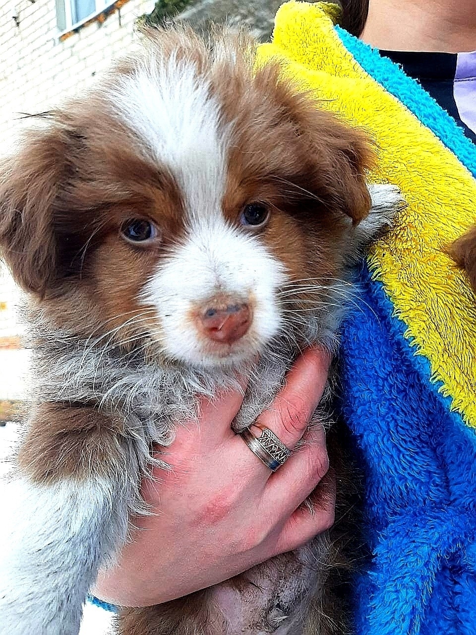 Найдена собака в Сызрани — фото объявления