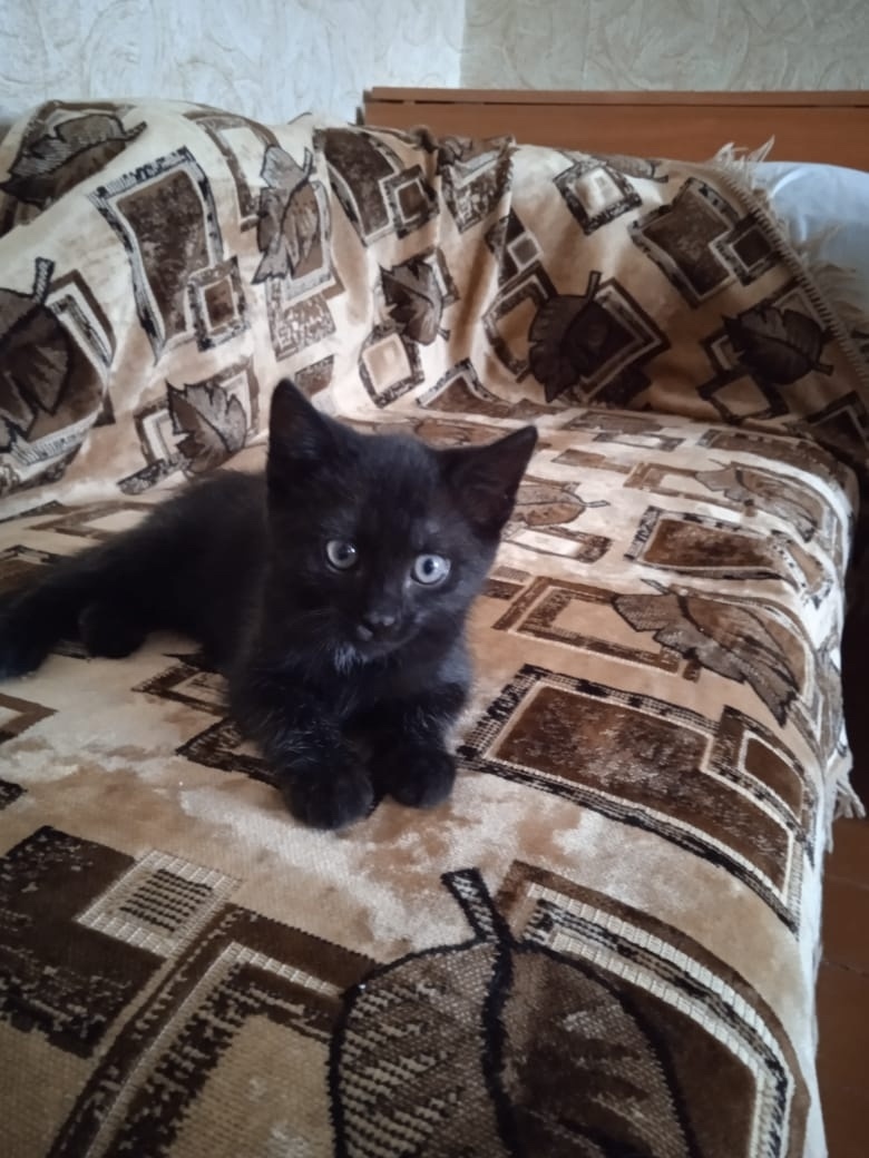 Найдена собака в Сызрани — фото объявления