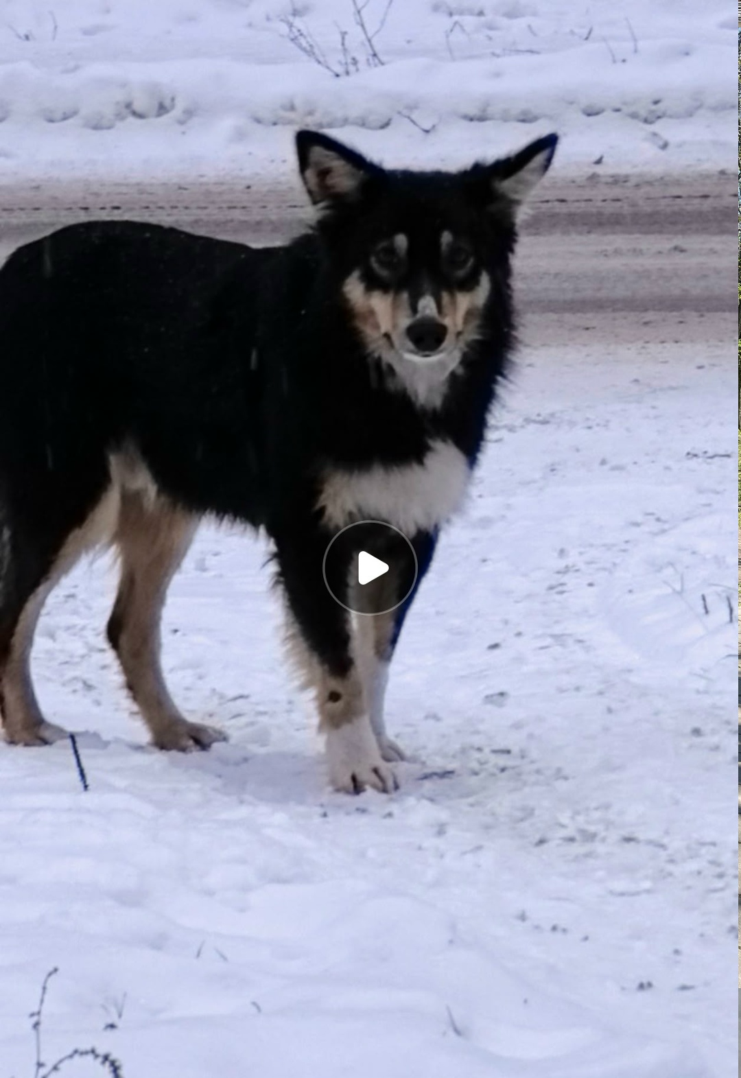 Найдена собака в Сызрани — фото объявления