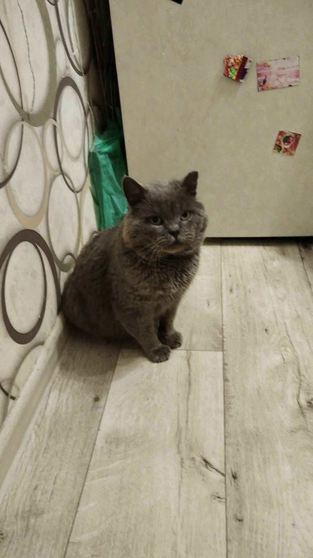 Найдена кошка в Сызрани — фото объявления