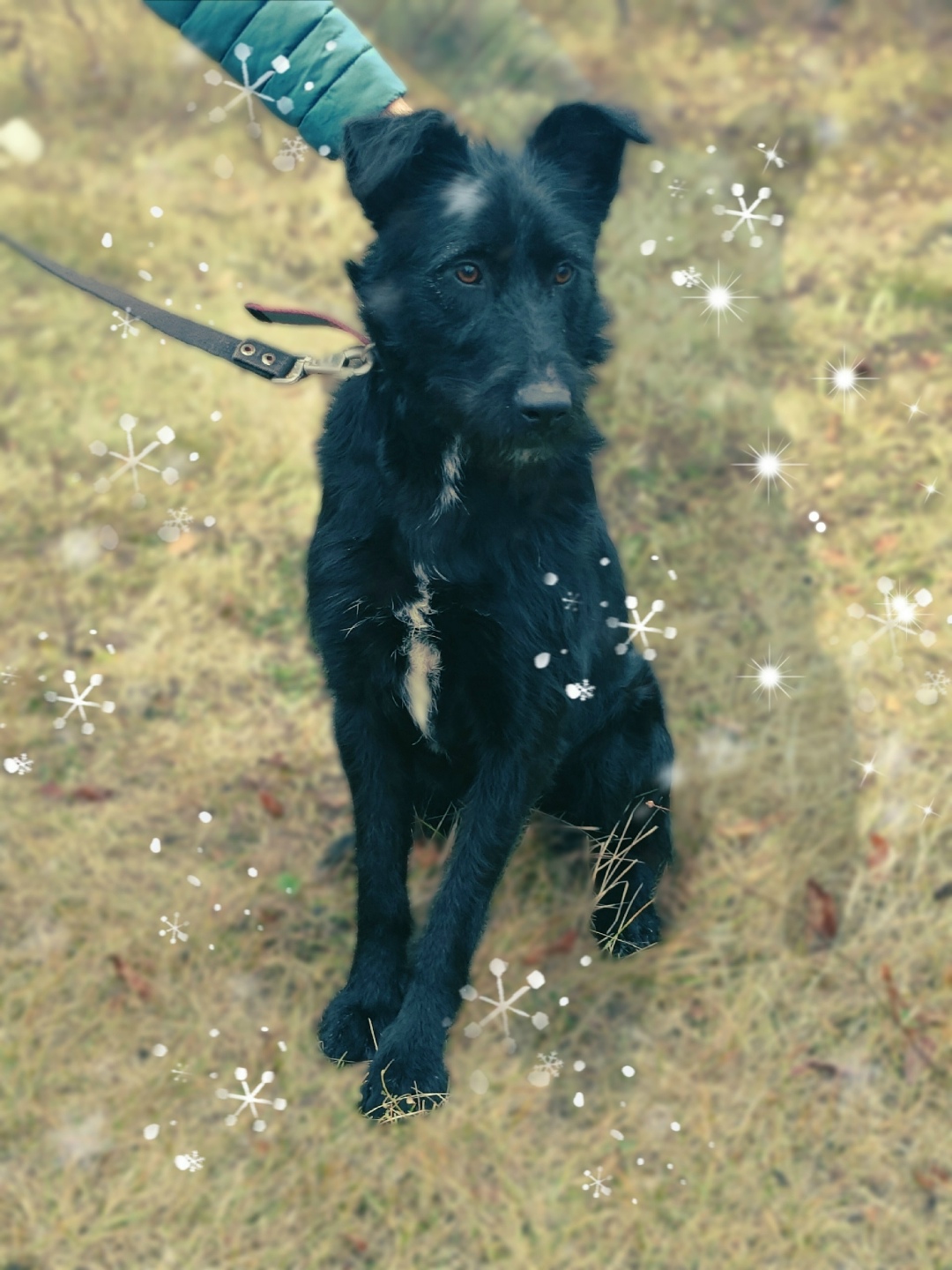 Найдена собака в Сызрани — фото объявления