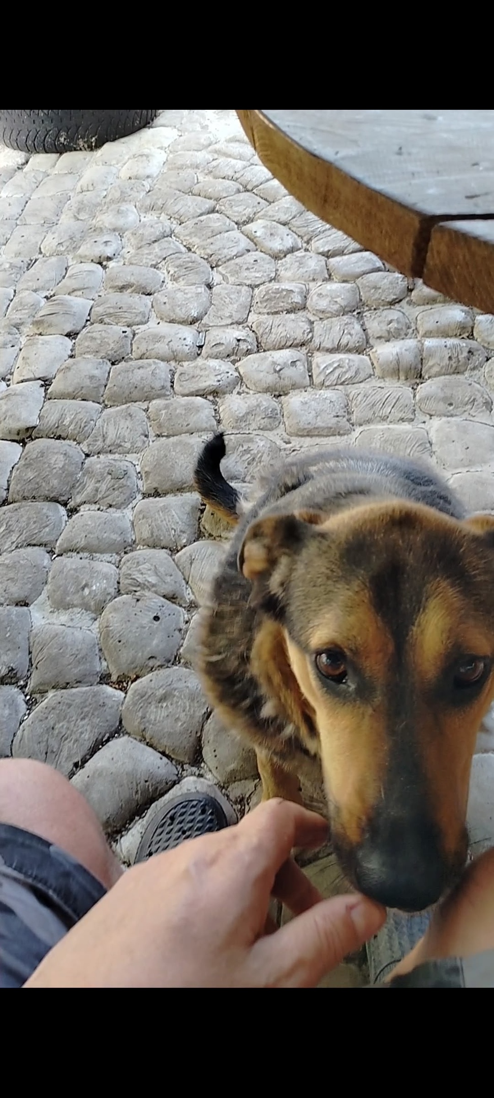 Пропала собака в Сызрани — фото объявления