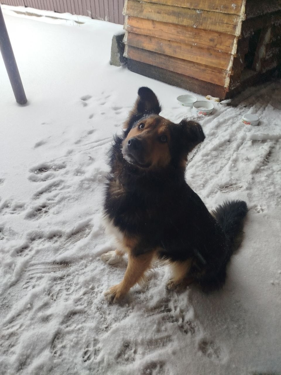 Пропала собака в Сызрани — фото объявления