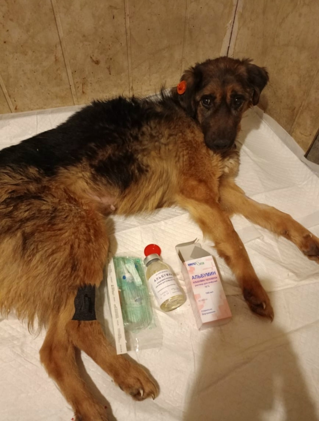 Найдена собака в Сызрани — фото объявления