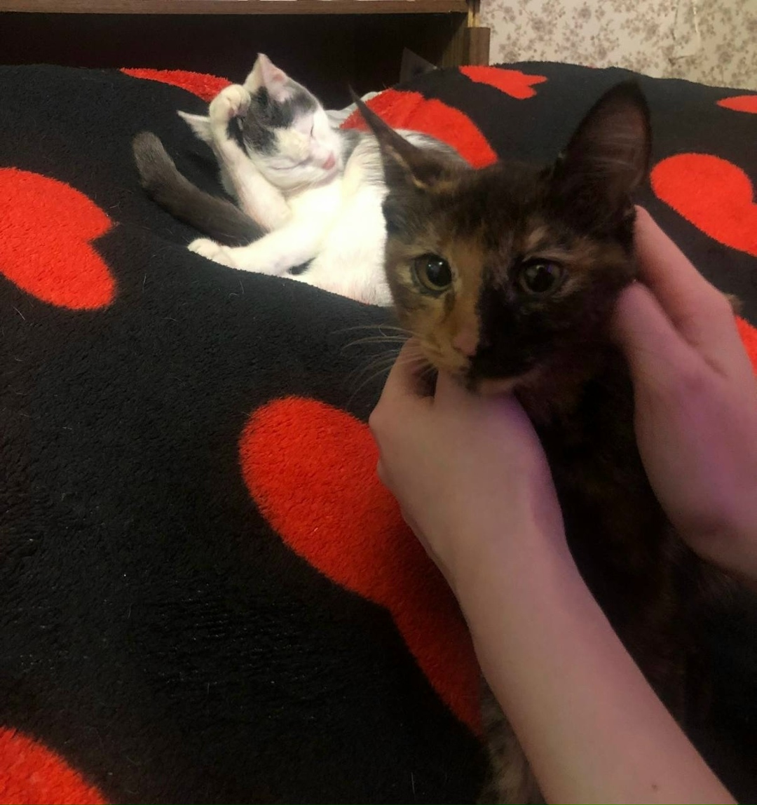 Найдена кошка в Сызрани — фото объявления