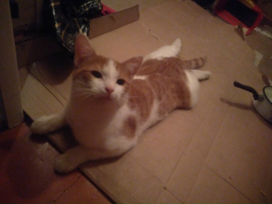 Найдена кошка в Сызрани — фото объявления