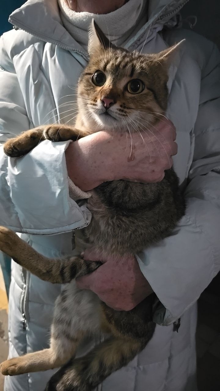 Найдена кошка в Сызрани — фото объявления