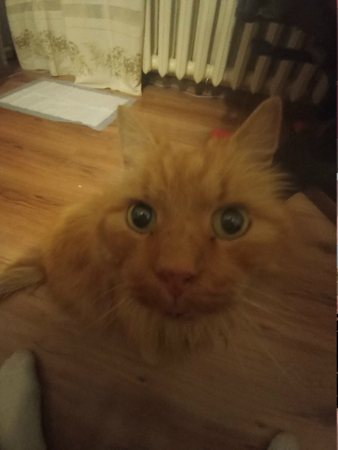 Найдена кошка в Сызрани — фото объявления