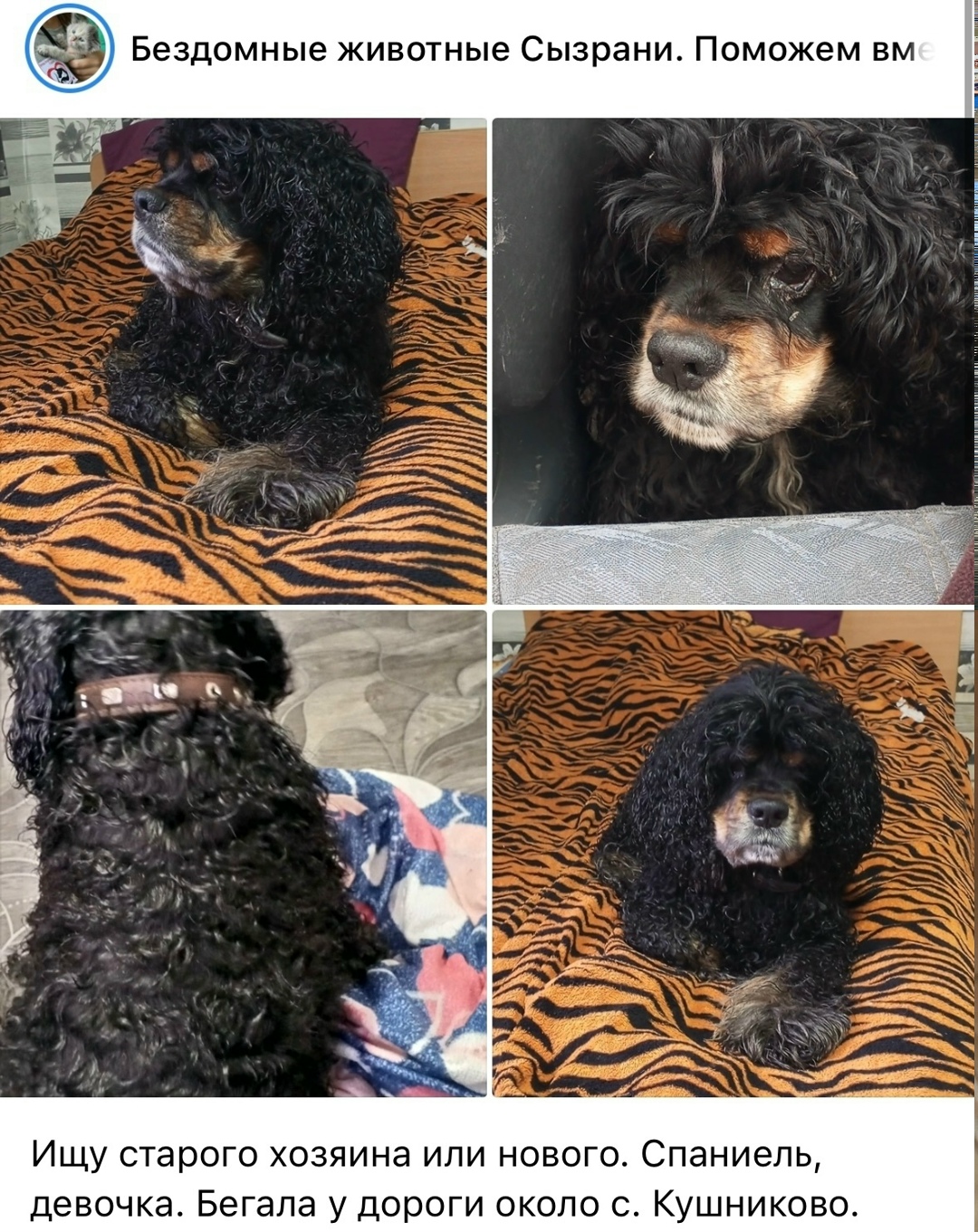 Найдена собака в Сызрани — фото объявления