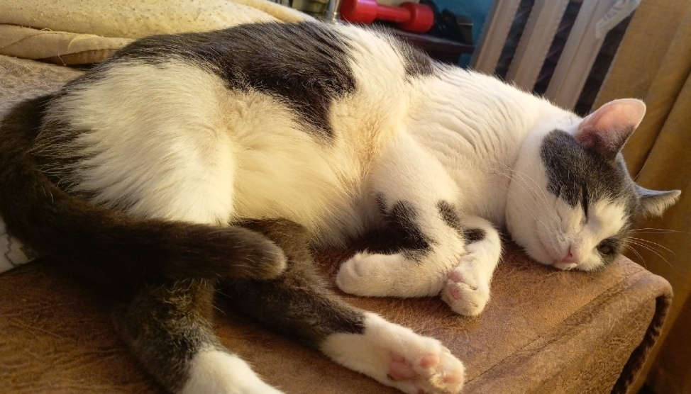 Пропала кошка в Сызрани — фото объявления