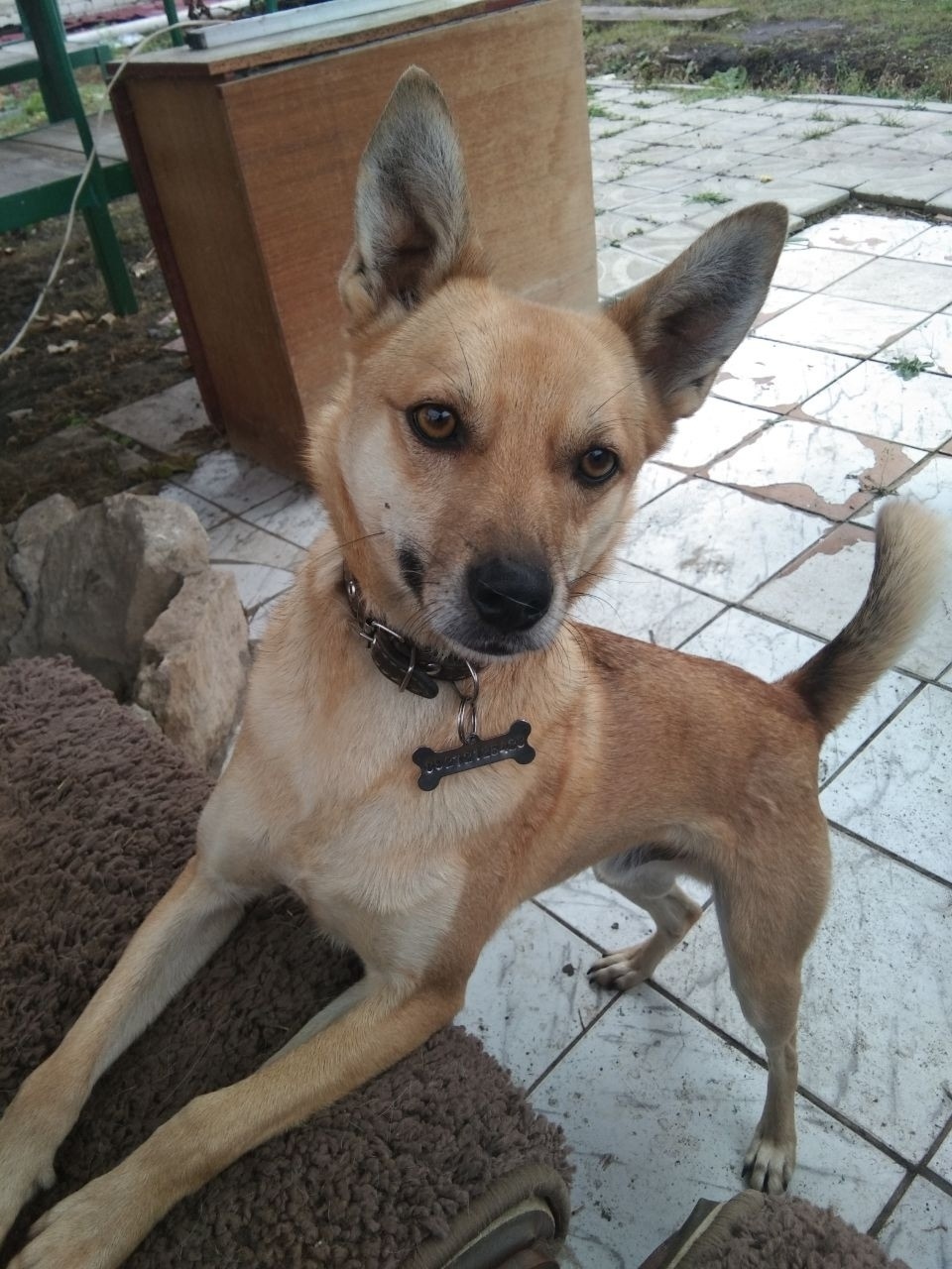 Пропала собака в Сызрани — фото объявления