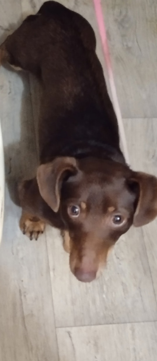 Пропала собака в Сызрани — фото объявления