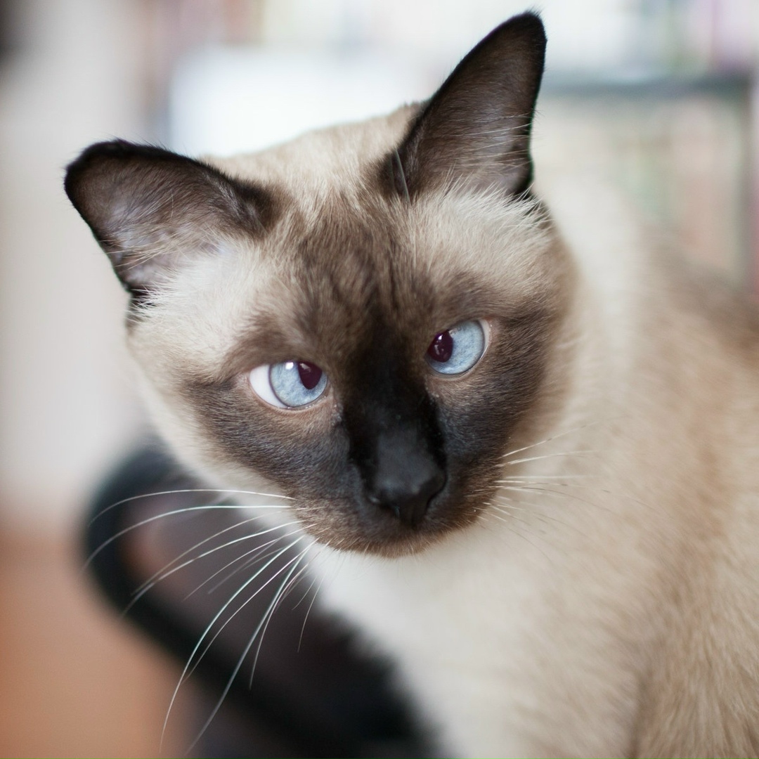 Пропала кошка в Сызрани — фото объявления