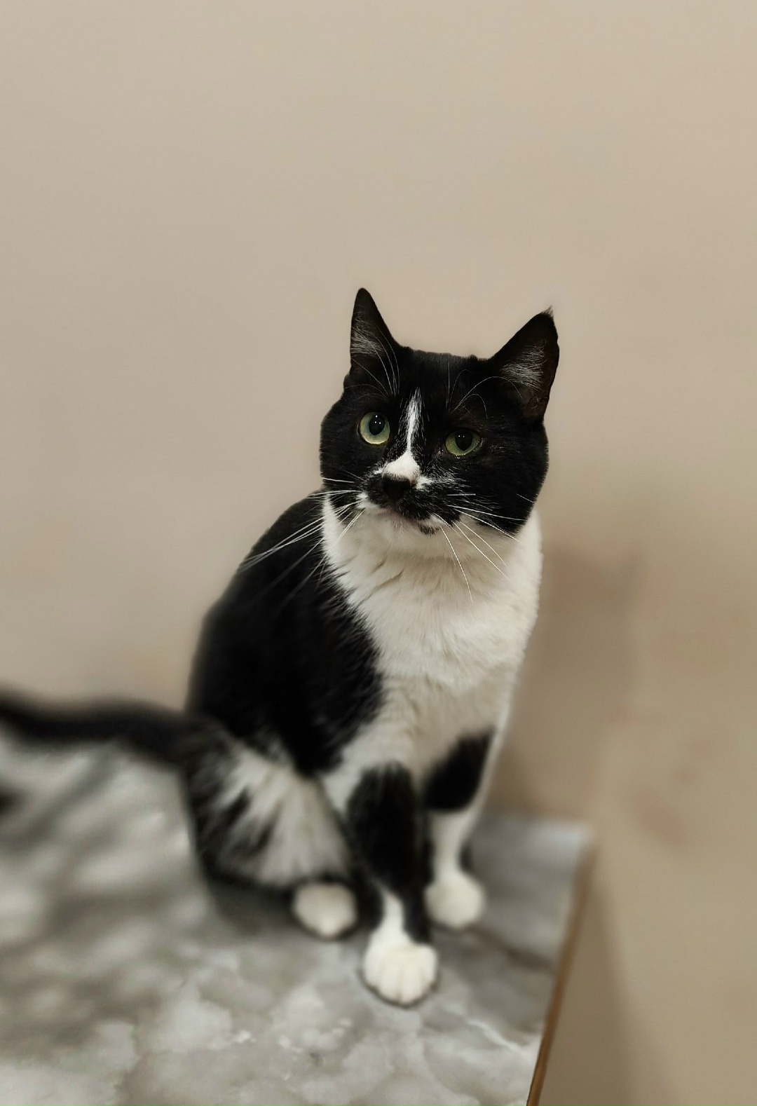 Найдена кошка в Сызрани — фото объявления