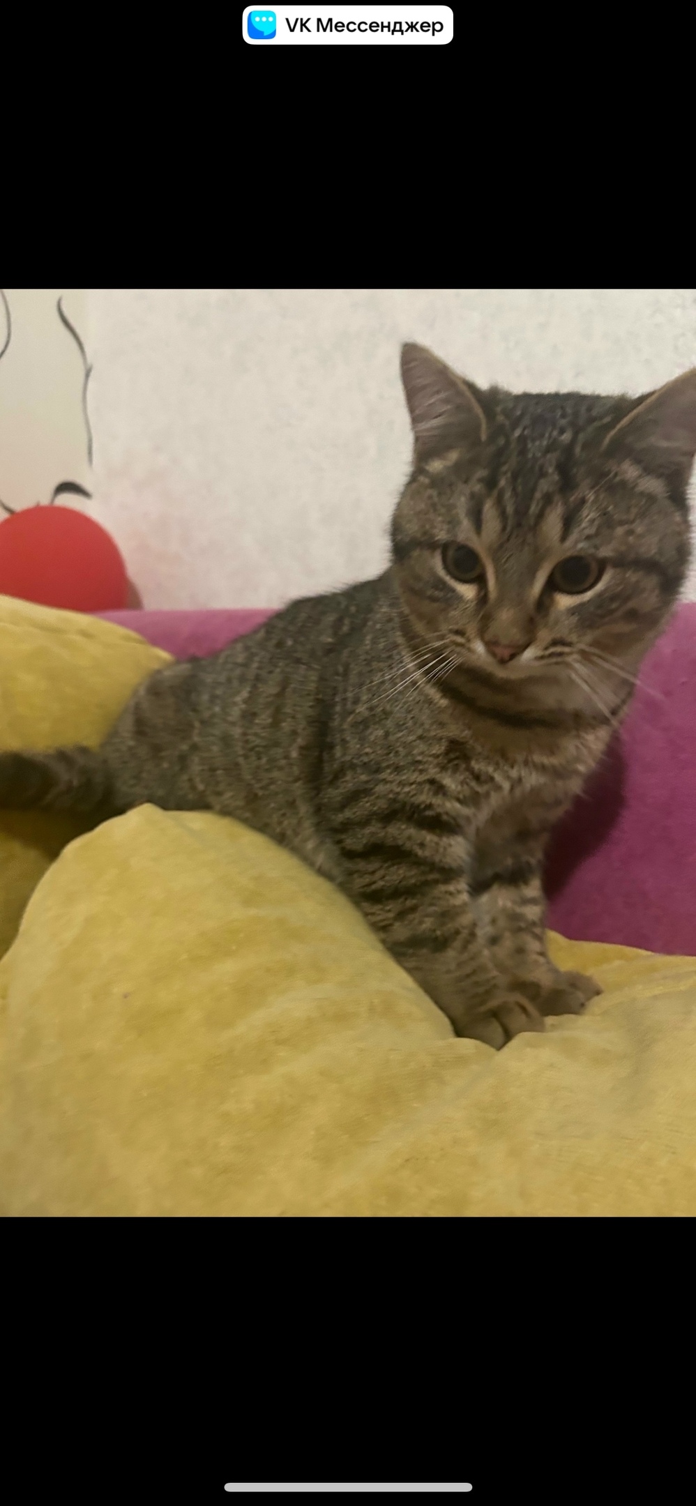 Пропала кошка в Сызрани — фото объявления