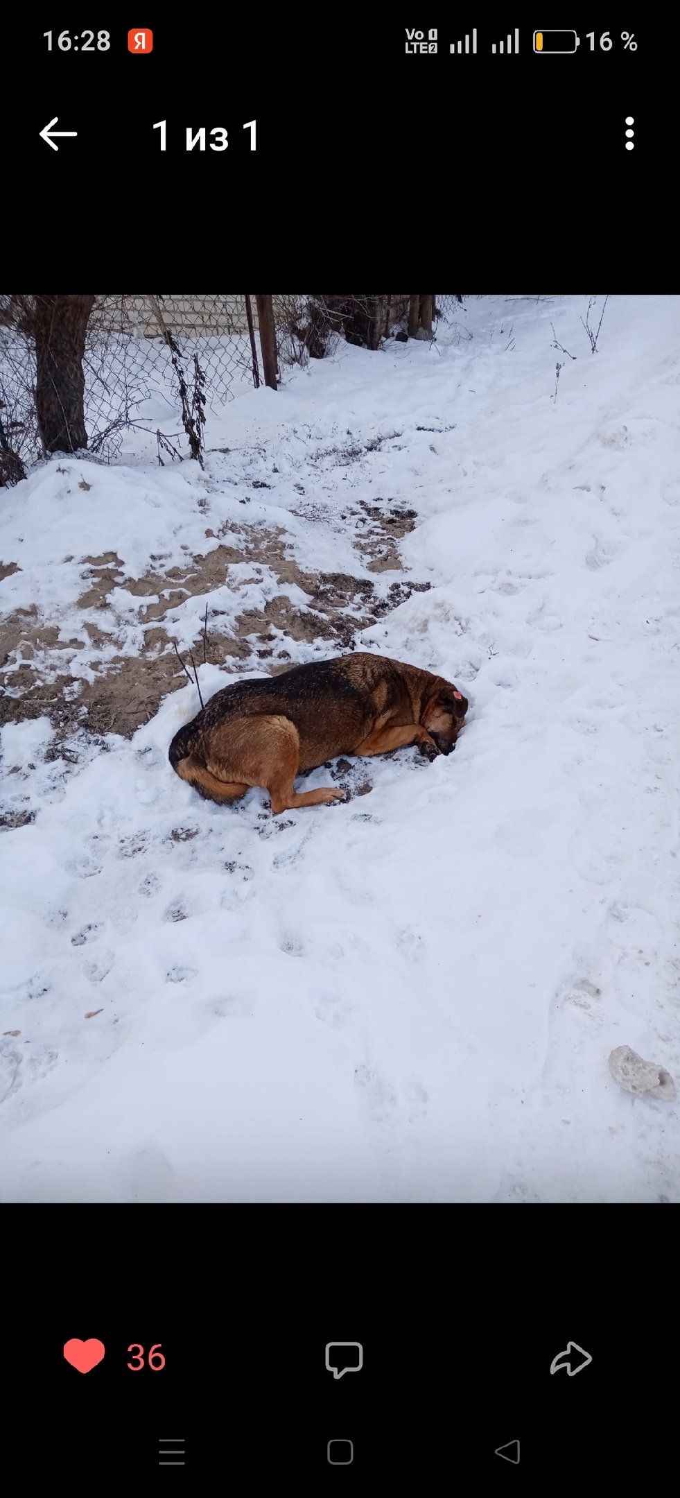 Пропала собака в Сызрани — фото объявления