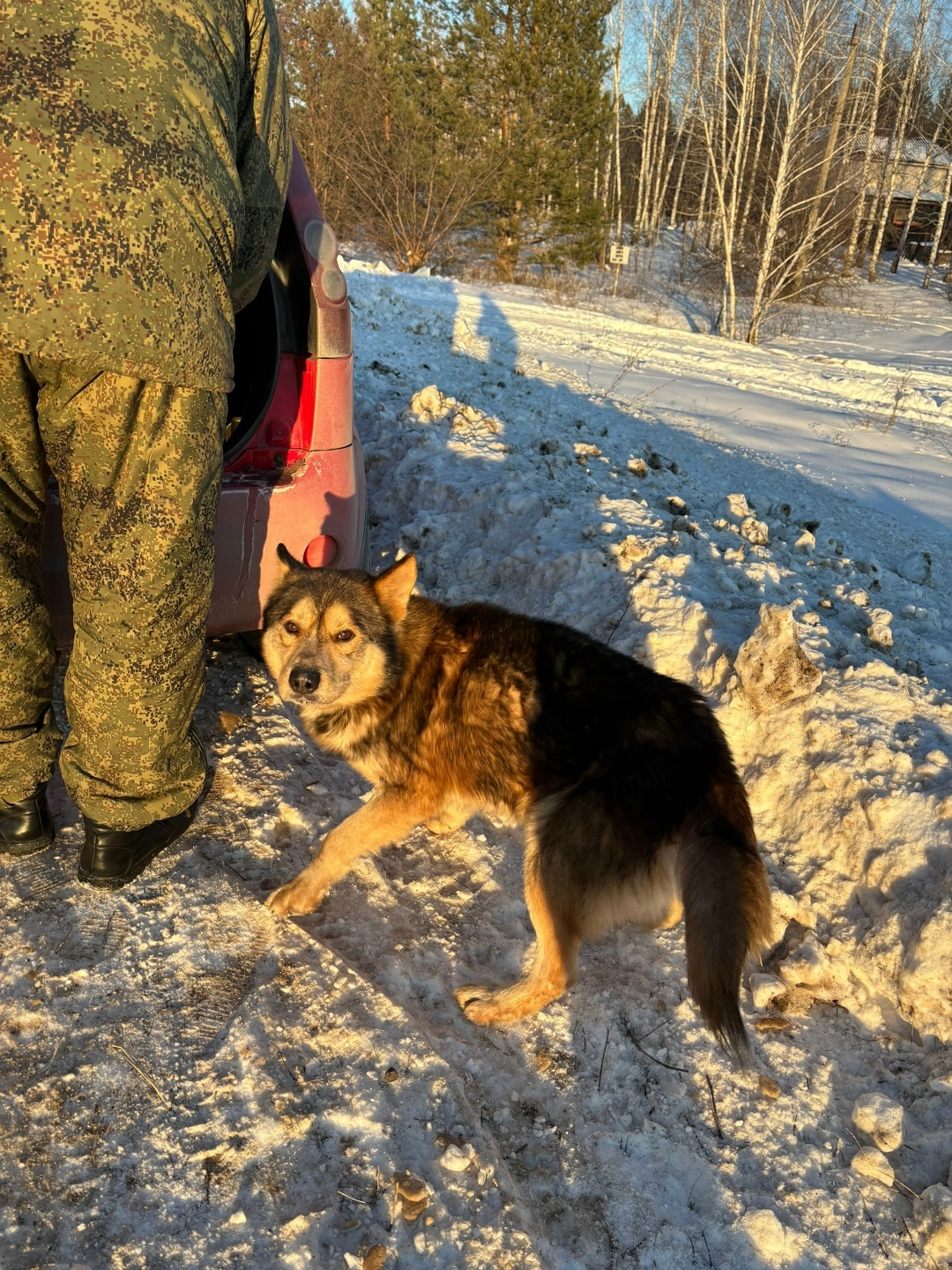 Найдена собака в Сызрани — фото объявления