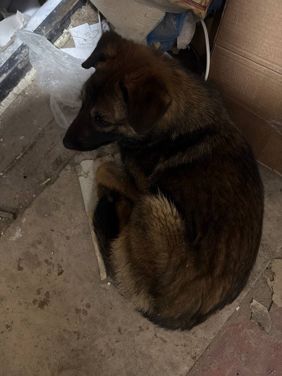 Пропала собака в Сызрани — фото объявления